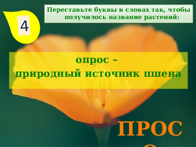4 Переставьте буквы в словах так, чтобы получилось название растений: опрос – природный источник пшена  просо 