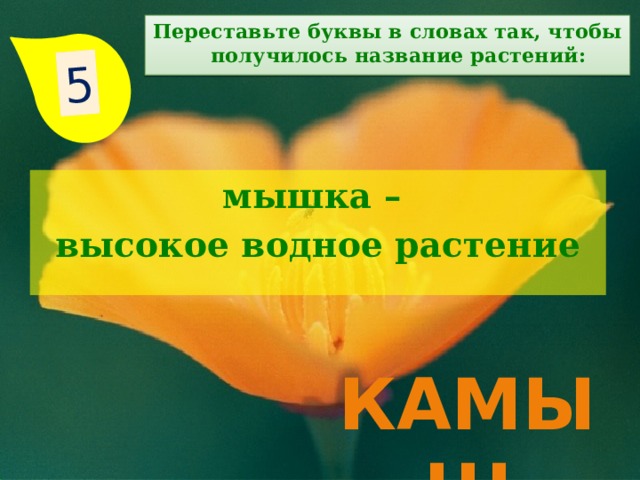 5 Переставьте буквы в словах так, чтобы получилось название растений: мышка – высокое водное растение  камыш 