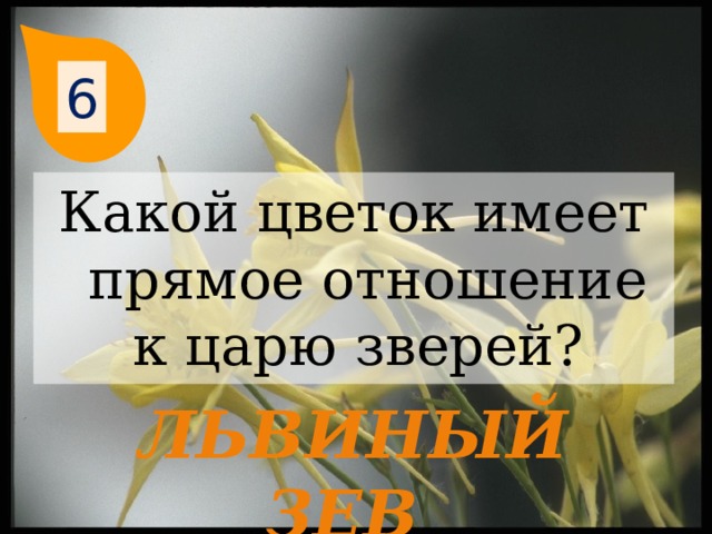 6 Какой цветок имеет прямое отношение к царю зверей? Львиный зев  