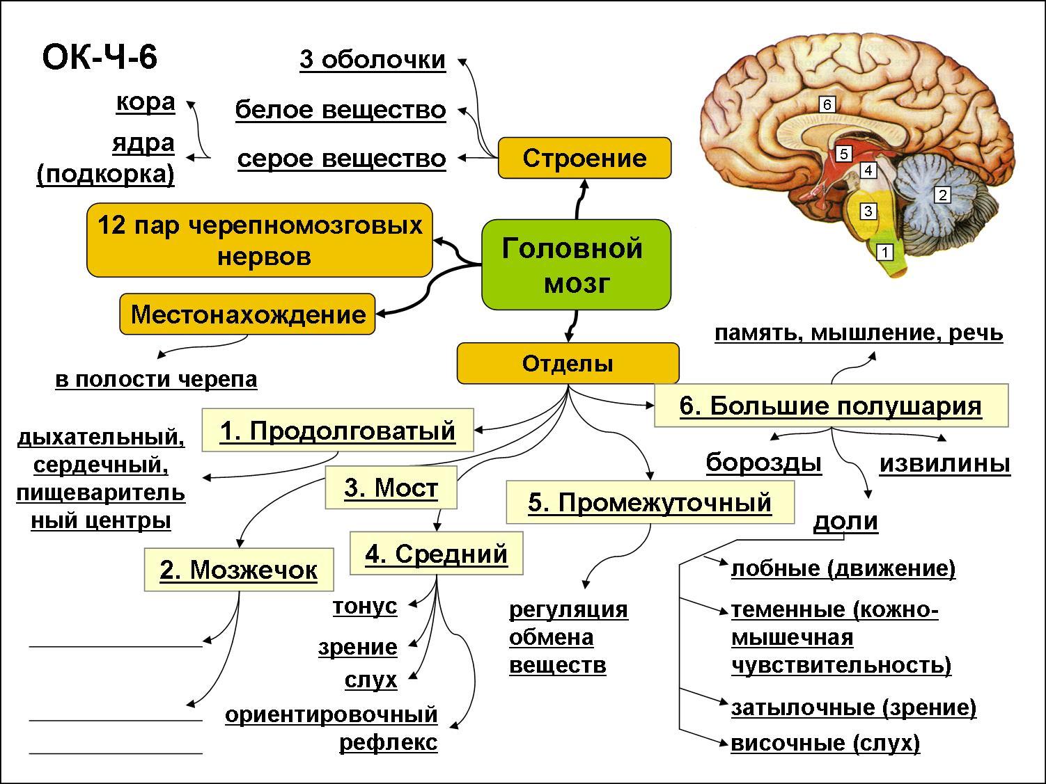 Спинной и головной мозг тест 8 класс. Структуры головного мозга биология 8 класс. Основные отделы головного мозга схема. Строение головного мозга отдел строение функции. Схема строения отделов головного мозга.