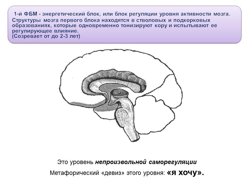 Энергетический блок мозга 1 блок. Блоки мозга Лурия. Блоки мозга по Лурия 1 блок. Блоки мозга по Лурия с картинками.