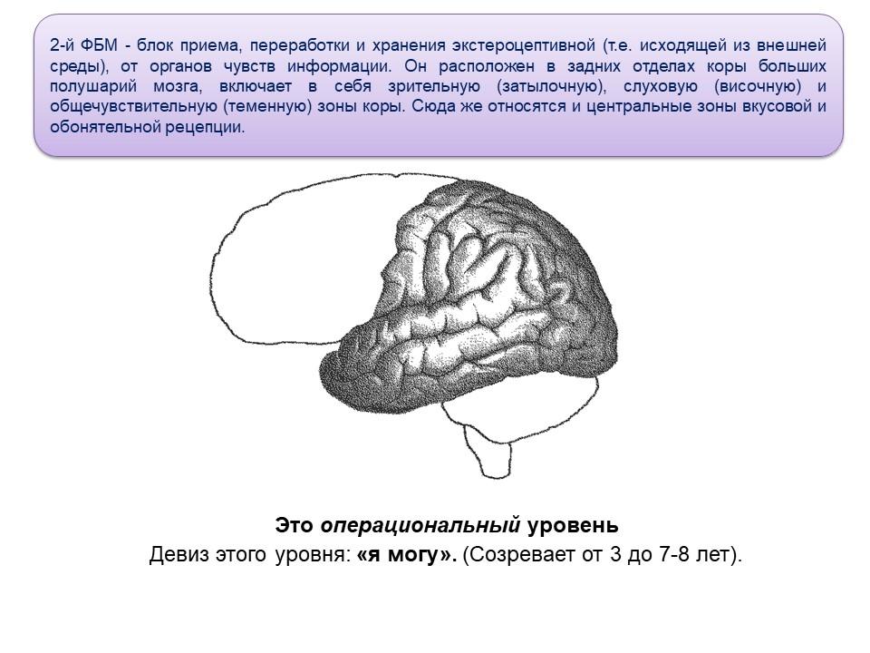 Блок приема переработки и хранения экстероцептивной информации презентация