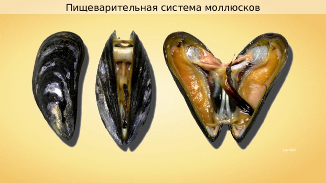 Пищеварительная система моллюсков Lamiot 
