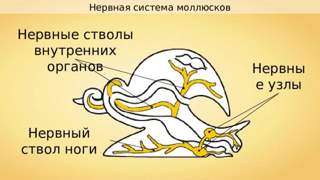 Нервная система моллюсков Нервные стволы внутренних органов Нервные узлы Нервный ствол ноги 