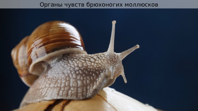 Органы чувств брюхоногих моллюсков 