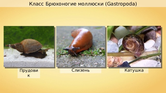 Класс Брюхоногие моллюски ( Gastropoda) Катушка Слизень Прудовик 