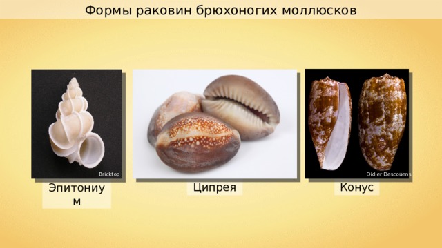 Формы раковин брюхоногих моллюсков Didier Descouens Bricktop Конус Ципрея Эпитониум 