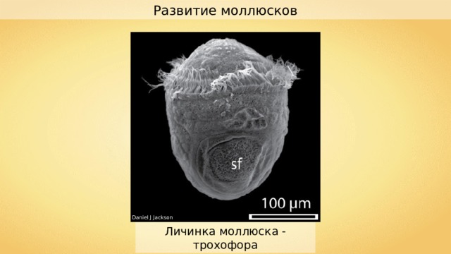 Развитие моллюсков Daniel J Jackson Личинка моллюска - трохофора 