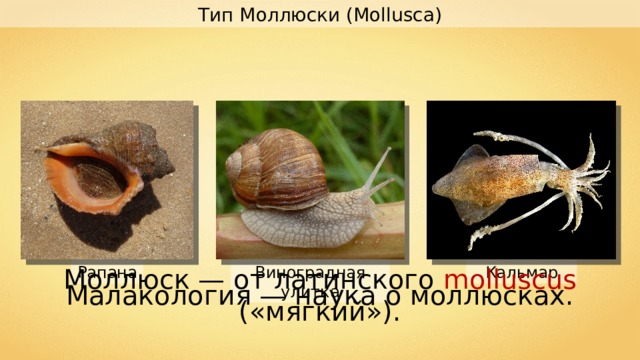 Тип Моллюски ( Mollusca) Моллюск — от латинского molluscus ( «мягкий»). Кальмар Виноградная улитка Рапана Малакология — наука о моллюсках. 