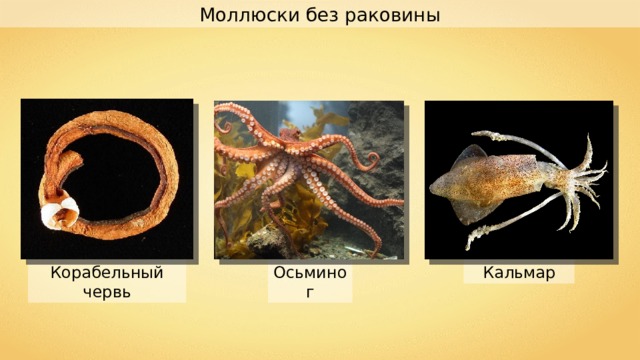 Моллюски без раковины Корабельный червь Кальмар Осьминог 