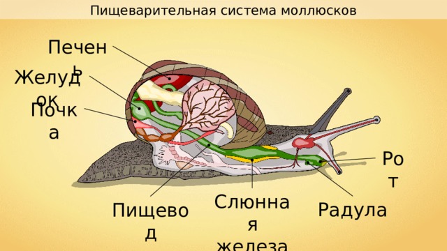Пищеварительная система моллюсков Печень Желудок Почка Рот Слюнная железа Радула Пищевод 