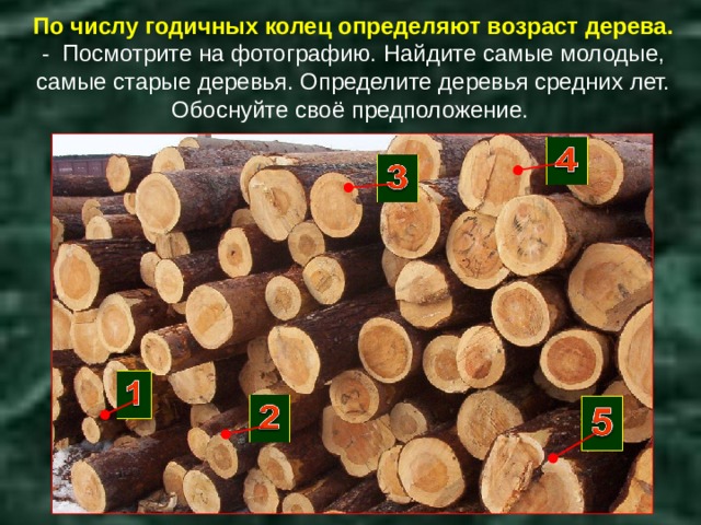 По числу годичных колец определяют возраст дерева.  - Посмотрите на фотографию. Найдите самые молодые, самые старые деревья. Определите деревья средних лет. Обоснуйте своё предположение. 