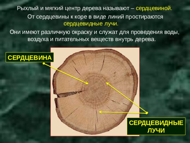 Рыхлый и мягкий центр дерева называют – сердцевиной.  От сердцевины к коре в виде линий простираются сердцевидные лучи.  Они имеют различную окраску и служат для проведения воды, воздуха и питательных веществ внутрь дерева. СЕРДЦЕВИНА СЕРДЦЕВИДНЫЕ ЛУЧИ 