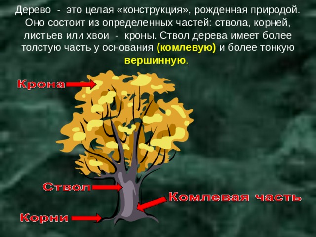 Дерево - это целая «конструкция», рожденная природой. Оно состоит из определенных частей: ствола, корней, листьев или хвои - кроны. Ствол дерева имеет более толстую часть у основания  ( комлевую) и более тонкую вершинную . 