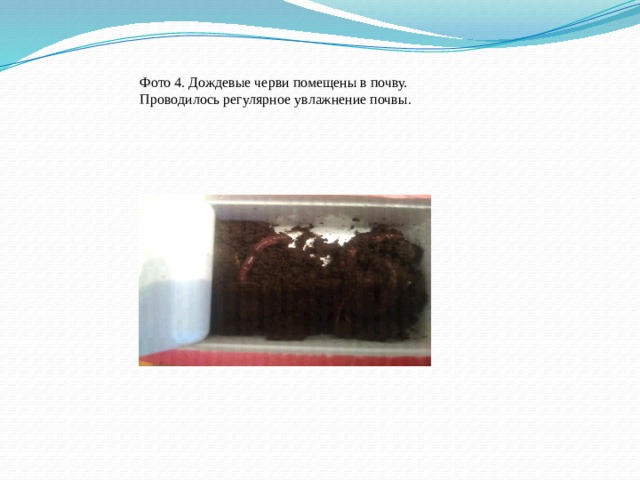 Фото 4. Дождевые черви помещены в почву. Проводилось регулярное увлажнение почвы. 