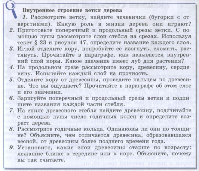 Строение ветки дерева лабораторная работа 6 класс. Лабораторная работа по биологии внутреннее строение ветки дерева. Вывод на тему внутреннее строение ветки дерева.