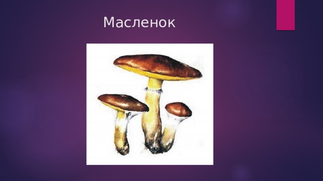 Масленок 