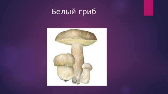 Белый гриб 