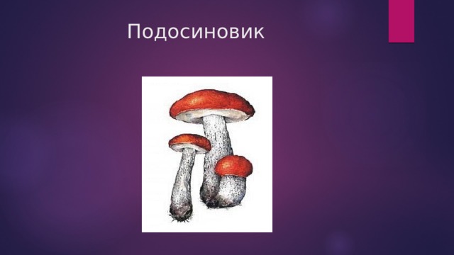Подосиновик 