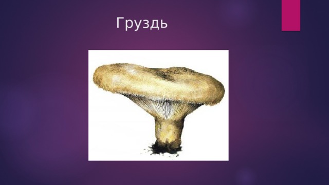 Груздь 