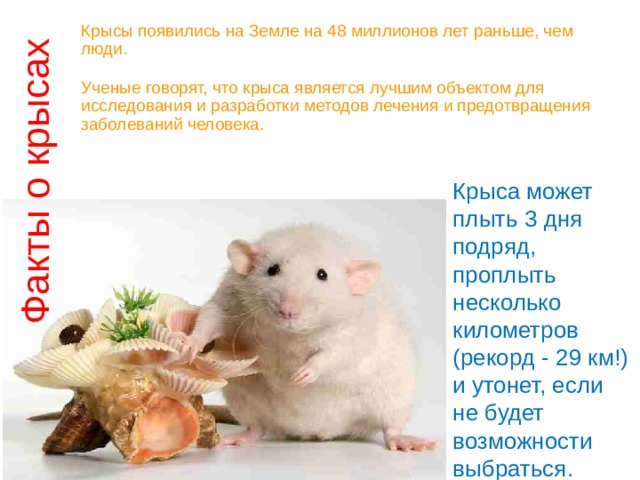 Факты о крысах Крысы появились на Земле на 48 миллионов лет раньше, чем люди.   Ученые говорят, что крыса является лучшим объектом для исследования и разработки методов лечения и предотвращения заболеваний человека.    Крыса может плыть 3 дня подряд, проплыть несколько километров (рекорд - 29 км!) и утонет, если не будет возможности выбраться.   