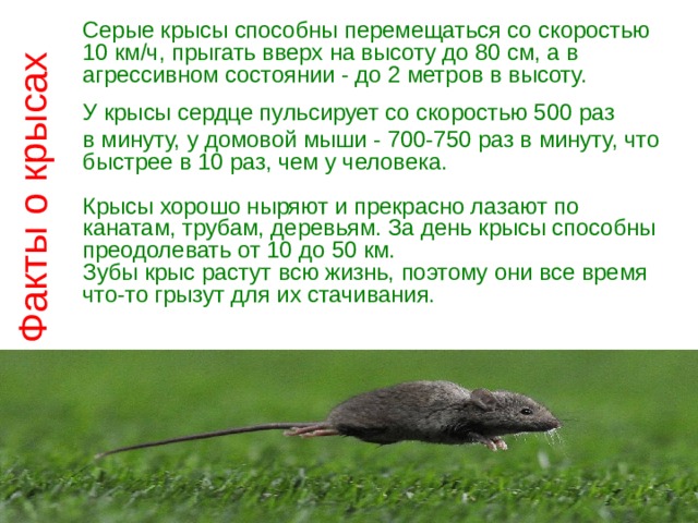 Факты о крысах Серые крысы способны перемещаться со скоростью 10 км/ч, прыгать вверх на высоту до 80 см, а в агрессивном состоянии - до 2 метров в высоту. У крысы сердце пульсирует со скоростью 500 раз в минуту, у домовой мыши - 700-750 раз в минуту, что быстрее в 10 раз, чем у человека.   Крысы хорошо ныряют и прекрасно лазают по канатам, трубам, деревьям. За день крысы способны преодолевать от 10 до 50 км.  Зубы крыс растут всю жизнь, поэтому они все время что-то грызут для их стачивания.    
