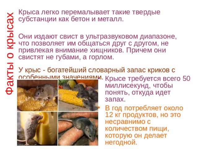 Факты о крысах Крыса легко перемалывает такие твердые субстанции как бетон и металл.   Они издают свист в ультразвуковом диапазоне, что позволяет им общаться друг с другом, не привлекая внимание хищников. Причем они свистят не губами, а горлом. У крыс - богатейший словарный запас криков с особенными значениями.    Крысе требуется всего 50 миллисекунд, чтобы понять, откуда идет запах. В год потребляет около 12 кг продуктов, но это несравнимо с количеством пищи, которую он делает негодной.  