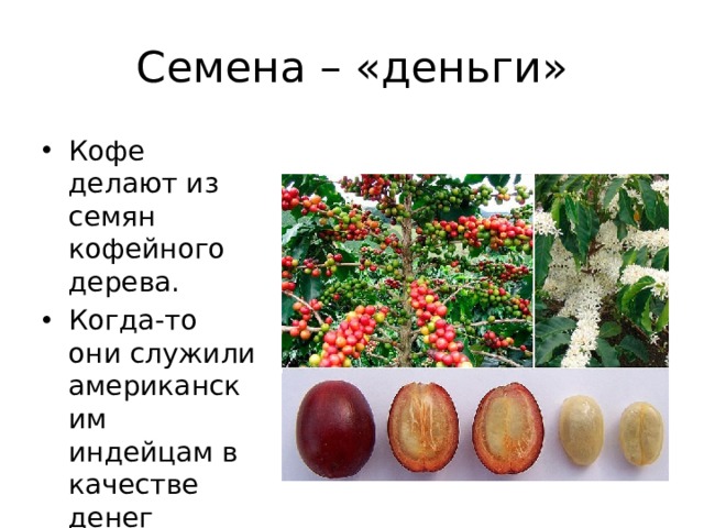 Мир растений семена