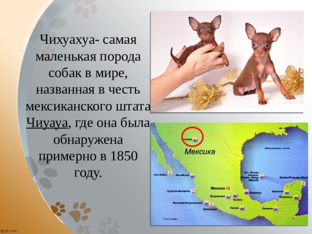Чихуахуа- самая маленькая порода собак в мире, названная в честь мексиканского штата Чиуауа , где она была обнаружена примерно в 1850 году. 