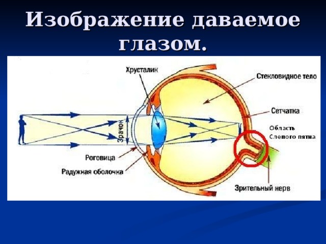 Дано око. Какое изображение дает глаз. Какая изображение дает глаз человека. Какое изображение даёт сетчака глаз. Студариум глаза физика.