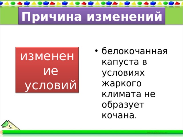 Причина изменений белокочанная капуста в условиях жаркого климата не образует кочана . изменение условий среды 