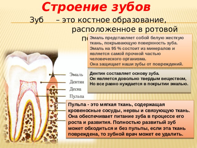 Проект здоровые зубы