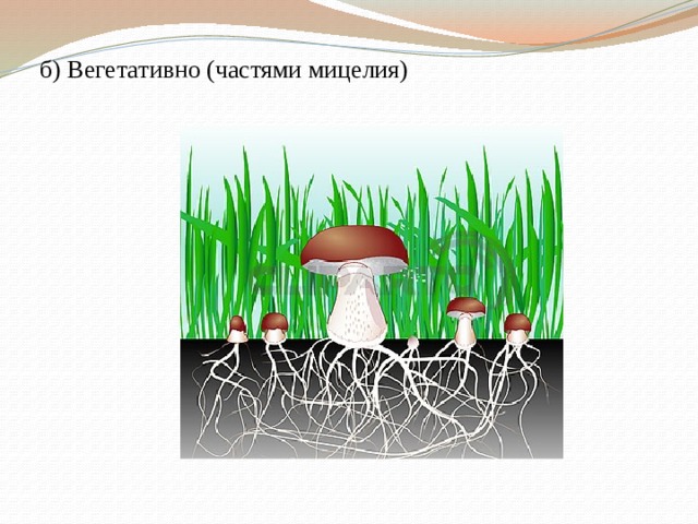 Грибы биология огэ. Вегетативное (частями мицелия). Шаблон для презентации по биологии грибы.