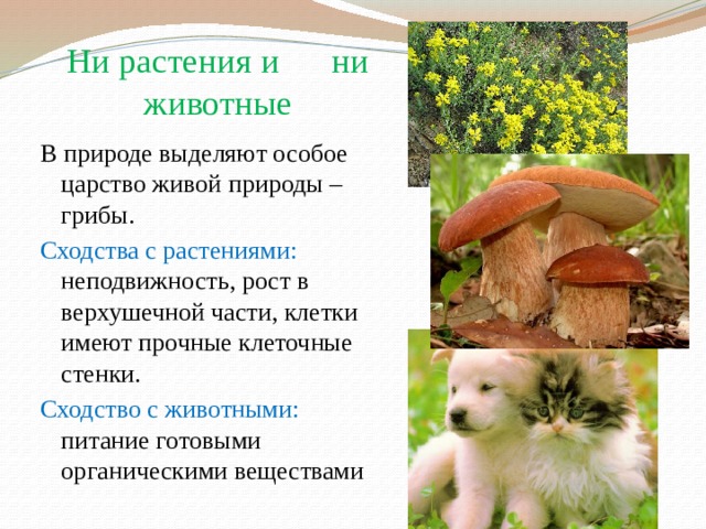 В чем сходство грибов с животными