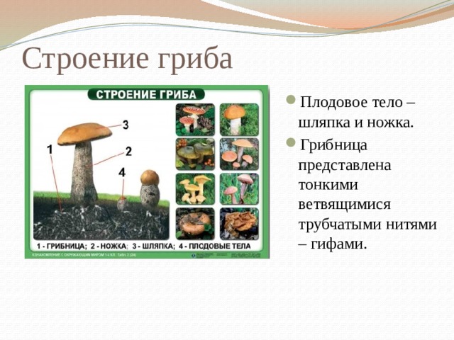 Строение гриба Плодовое тело – шляпка и ножка. Грибница представлена тонкими ветвящимися трубчатыми нитями – гифами. 