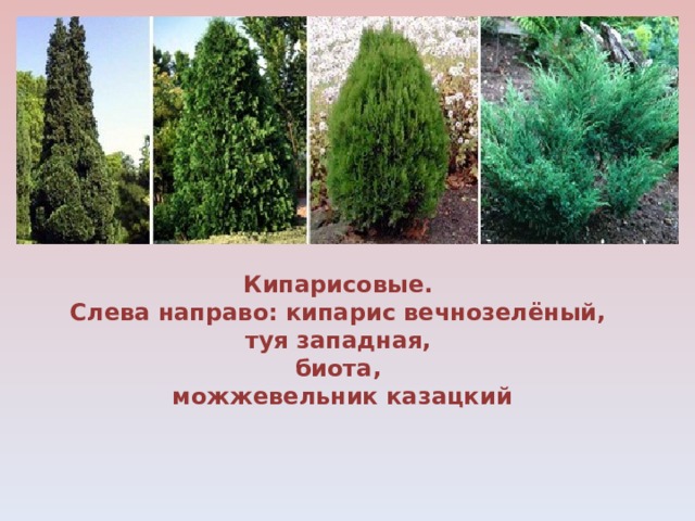 Кипарисовые. Слева направо: кипарис вечнозелёный, туя западная, биота, можжевельник казацкий 