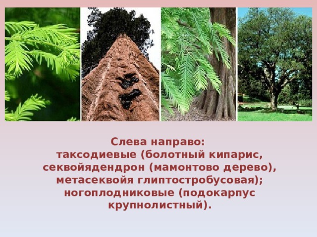 Слева направо: таксодиевые (болотный кипарис, секвойядендрон (мамонтово дерево), метасеквойя глиптостробусовая); ногоплодниковые (подокарпус крупнолистный). 