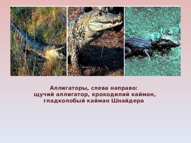 Аллигаторы, слева направо: щучий аллигатор, крокодилий кайман, гладколобый кайман Шнайдера 