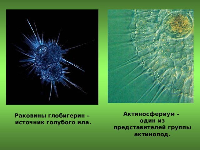 Актиносфериум – один из представителей группы актинопод. Раковины глобигерин – источник голубого ила. 