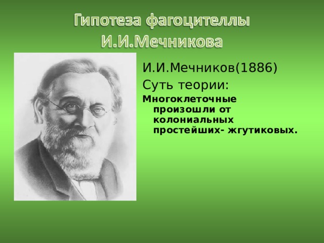 И.И.Мечников(1886) Суть теории: Многоклеточные произошли от колониальных простейших- жгутиковых.  