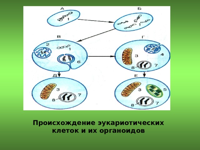 Происхождение эукариотических клеток и их органоидов 