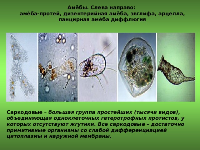 Амёбы. Слева направо: амёба-протей, дизентерийная амёба, эвглифа, арцелла, панцирная амёба диффлюгия Саркодовые – большая группа простейших (тысячи видов), объединяющая одноклеточных гетеротрофных протистов, у которых отсутствуют жгутики. Все саркодовые – достаточно примитивные организмы со слабой дифференциацией цитоплазмы и наружной мембраны . 
