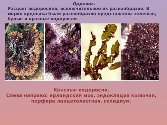 Ордовик. Расцвет водорослей, исключительное их разнообразие. В морях ордовика были разнообразно представлены зеленые, бурые и красные водоросли . Красные водоросли. Слева направо: ирландский мох, эндокладия колючая, порфира ланцетолистная, гелидиум. 