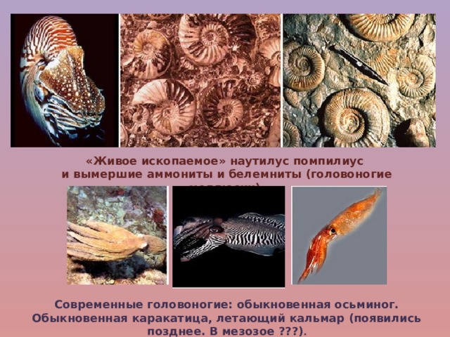 Биология 9 класс тема живые ископаемые. Аммониты головоногие моллюски. Головоногие моллюски Наутилус. Головоногие моллюски палеозойской эры. Головоногие моллюски аммониты и белемниты.