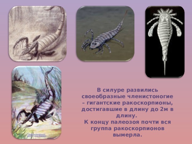 В силуре развились своеобразные членистоногие – гигантские ракоскорпионы, достигавшие в длину до 2м в длину. К концу палеозоя почти вся группа ракоскорпионов вымерла. 