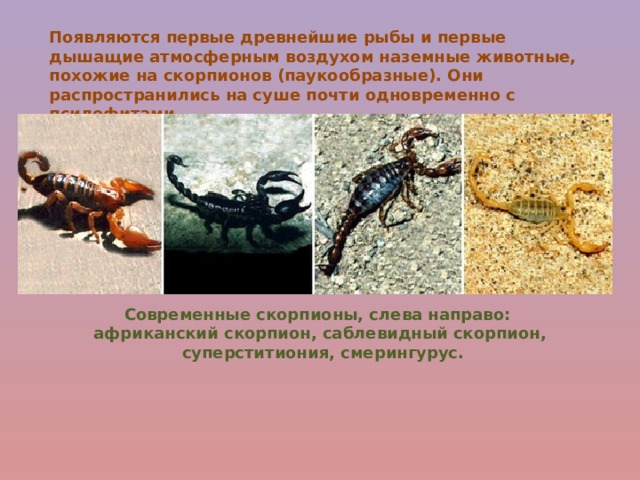Появляются первые древнейшие рыбы и первые дышащие атмосферным воздухом наземные животные, похожие на скорпионов (паукообразные). Они распространились на суше почти одновременно с псилофитами. Современные скорпионы, слева направо: африканский скорпион, саблевидный скорпион,  суперститиония, смерингурус. 