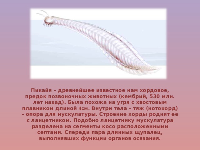 Пикайя – древнейшее известное нам хордовое, предок позвоночных животных (кембрий, 530 млн. лет назад). Была похожа на угря с хвостовым плавником длиной 4см . Внутри тела – тяж (нотохорд) – опора для мускулатуры. Строение хорды роднит ее с ланцетником. Подобно ланцетнику мускулатура разделена на сегменты косо расположенными септами. Спереди пара длинных щупалец, выполнявших функции органов осязания. 