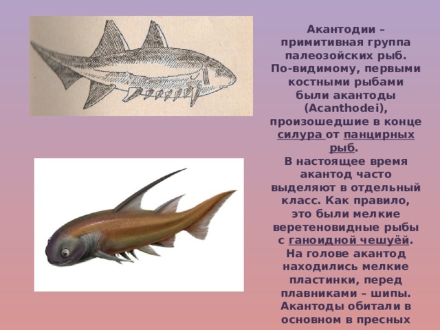 Акантодии – примитивная группа палеозойских рыб. По-видимому, первыми костными рыбами были акантоды (Acanthodei), произошедшие в конце силура от панцирных рыб . В настоящее время акантод часто выделяют в отдельный класс. Как правило, это были мелкие веретеновидные рыбы с ганоидной чешуёй . На голове акантод находились мелкие пластинки, перед плавниками – шипы. Акантоды обитали в основном в пресных водах; одни питались планктоном, другие были хищниками . 