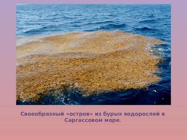 Своеобразный «остров» из бурых водорослей в Саргассовом море . 