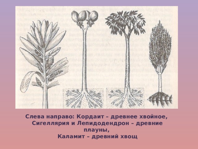 Слева направо: Кордаит – древнее хвойное, Сигеллярия и Лепидодендрон – древние плауны, Каламит – древний хвощ 